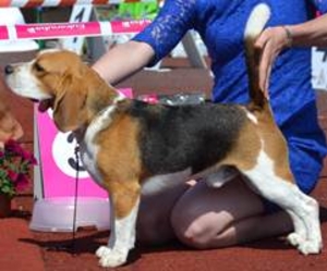 Litter "R" born 03.08.2013